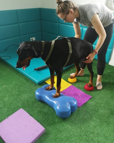 rehabilitacja psa po operacji więzadła